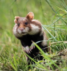 european field hamster