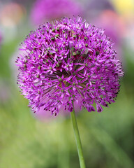 pink head of a blooming decorative onion on a blurry green background. side view.  bright nature