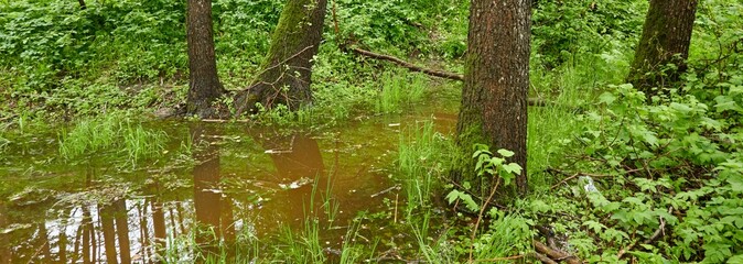 River in a forest park. Trees, plants, moss, fern, green grass. Reflections on water. Spring, early...