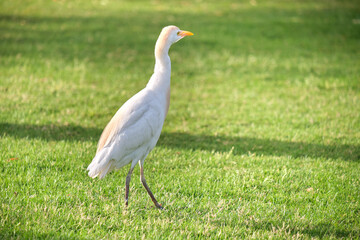 Obraz premium White cattle egret wild bird, also known as Bubulcus ibis walking on green lawn in summer