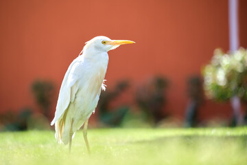 White cattle egret wild bird, also known as Bubulcus ibis, walking on green lawn at hotel yard in summer