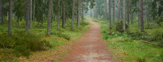 Pathway through the majestic evergreen forest. Mighty pine and spruce trees, plants, moss, fern....