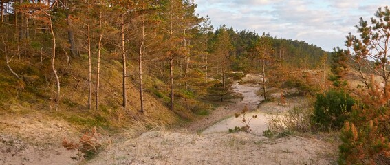 Baltic sea shore (sand dunes, beach). Evergreen pine forest, dune grass. Dramatic sky, glowing...