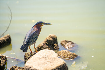 Green heron (Butorides striatus) stands on the shore of the lake and fishes.