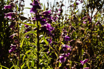 Purple flowers background.