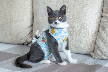 Sick domestic cat sits after surgery at home on sofa in clothes. Postoperative bandage. Care of pet after cavitary operation. Castration, sterilization. Care and treatment. Love for pets.