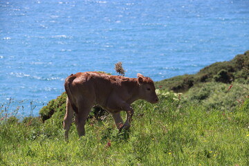 cows on the meadow