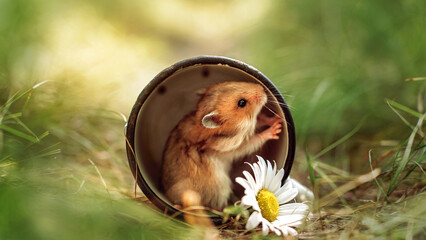 a small hamster in a cup, hid in a burrow, a chamomile flower lies nearby
