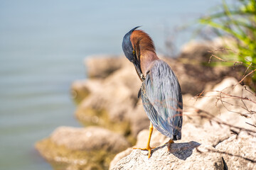 Green heron (Butorides striatus) stands on the shore of the lake and brushing its feathers.