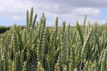 wheat field in the summer