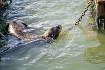 A sea lion swims in the San Francisco Bay. 