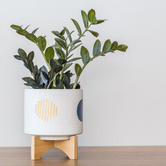 ZZ Raven plant in fun planter pot