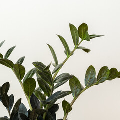 green leaves background