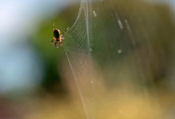 Australian Garden Orb Weaver Spider (Argiope catenulata)
