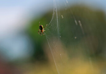 Australian Garden Orb Weaver Spider (Argiope catenulata)