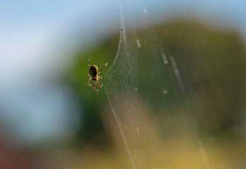 Australian Garden Orb Weaver Spider (Argiope catenulata)