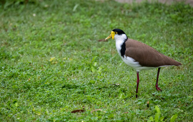 Australian Masked Lapwing (Vanellus miles)