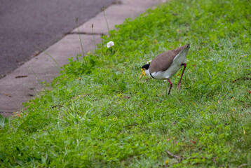 Australian Masked Lapwing (Vanellus miles)