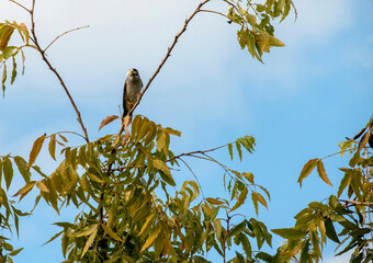 Australian Noisy Miner (Manorina melanocephala)