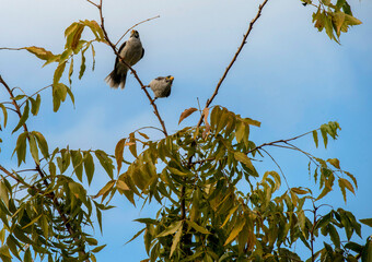 Australian Noisy Miner (Manorina melanocephala)