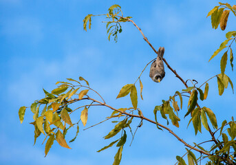 Australian Noisy Miner (Manorina melanocephala)