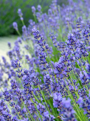 Naklejka premium lavender flowers in the garden