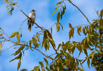 Fototapeta premium Australian Noisy Miner (Manorina melanocephala)