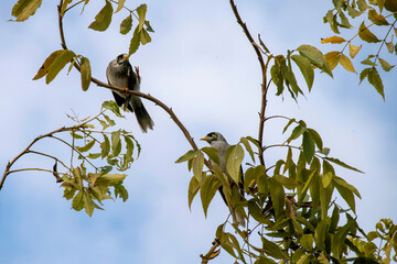 Australian Noisy Miner (Manorina melanocephala)