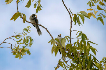 Australian Noisy Miner (Manorina melanocephala)
