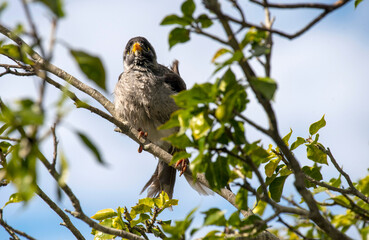 Australian Noisy Miner (Manorina melanocephala)