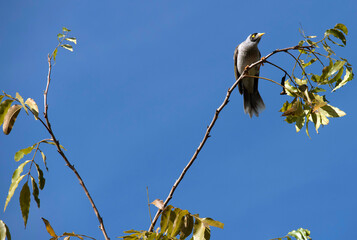 Australian Noisy Miner (Manorina melanocephala)