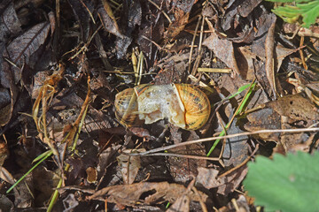 Accouplement entre deux escargots terrestres.