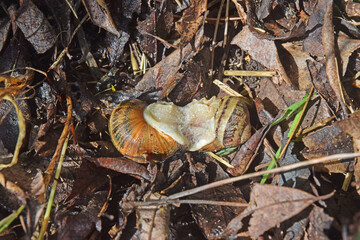 Accouplement entre deux escargots terrestres.