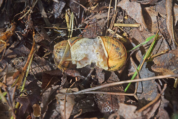 Accouplement entre deux escargots terrestres.