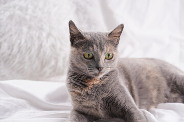 Adult european short hair cat blue tortie sitting on a white bed sheets looking curious