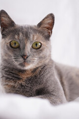 Adult european short hair cat blue tortie sitting on a white bed sheets looking curious