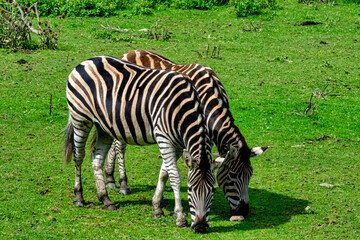 Fototapeta na wymiar Plains zebra known as the common or maneless zebra, equus quagga borensis or equus burchellii - Kenya
