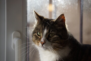 Nahaufnahme des Kopfes eines hübschen Katers. Er sitzt am Fenster, blickt links am Fotografen vorbei. Er ist grau getigert, mit großem weißem Brustfleck und kleinen Flecken an Schnauze und Stirn. 