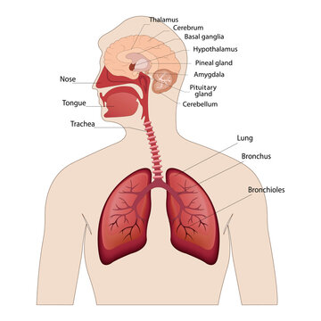 image of the anatomy of the lungs and brain the location of the internal organs of the human body
