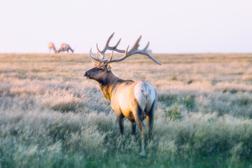 Point Reyes Northern California Wildlife Elk Photography