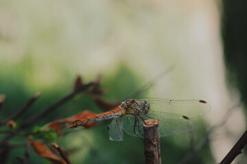 Dragonfly on green background, nature