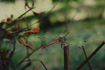 Dragonfly on green background, nature