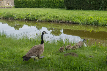 Im Gänsemarsch, Kanadagänse (Branta canadensis) mit Küken