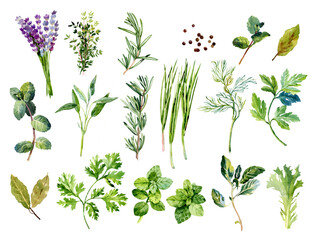 Watercolor herbs illustrations set. Cilantro, sage, chives, oregano, lettuce, lavender, parsley, dill, basil, mint, bay leaf, thyme, rosemary. Green plants - obrazy, fototapety, plakaty