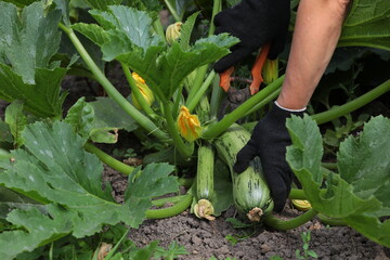 A person with a hand holding zucchini with a pruner cuts a vegetable from a bush on a farm image concept growing and cultivating environmentally organic products in agriculture