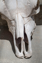 Close up of a cow skull against a plain background.