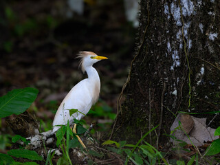 Cattle Egret in breeding plumage portrait