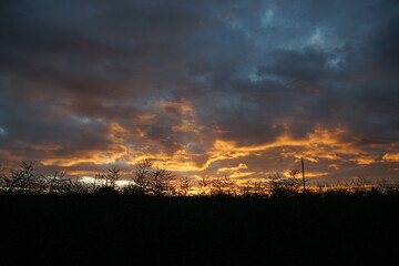 Rapsfeld in der Abenddämmerung. Der Raps ist schwarz in Silhouette, der Himmel farbig, die Wolken...