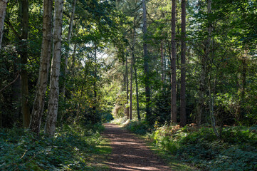 Woodland in the new forest