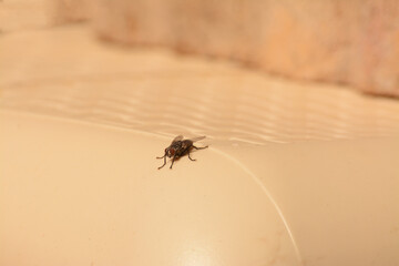 Mouche.